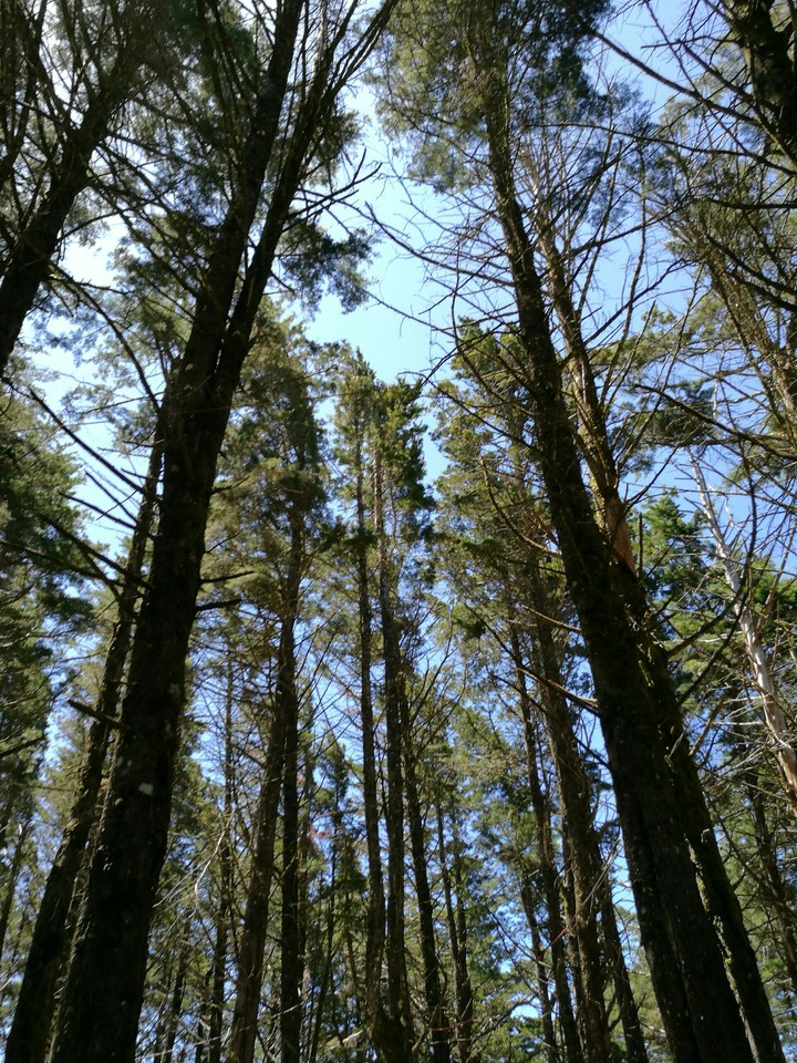 Into the woods