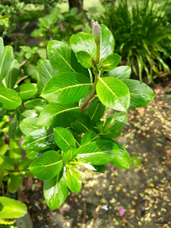 Flowering Plant