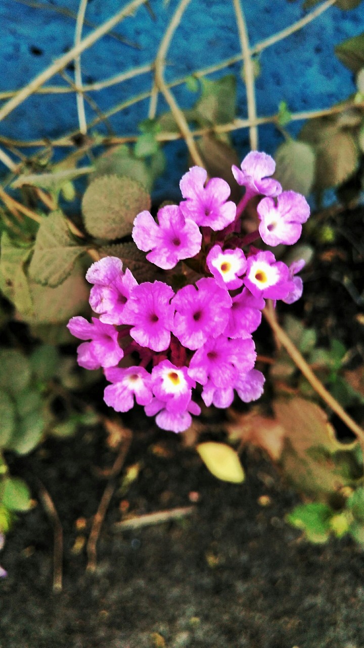 winter Flower