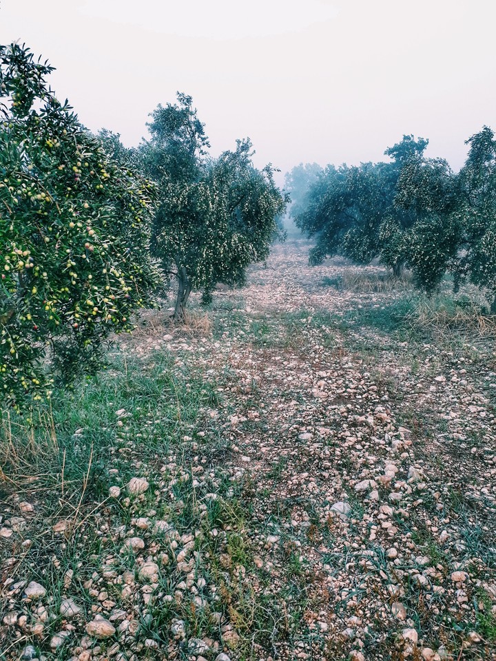 olive