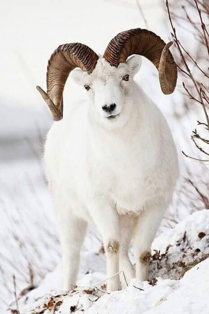 sheep