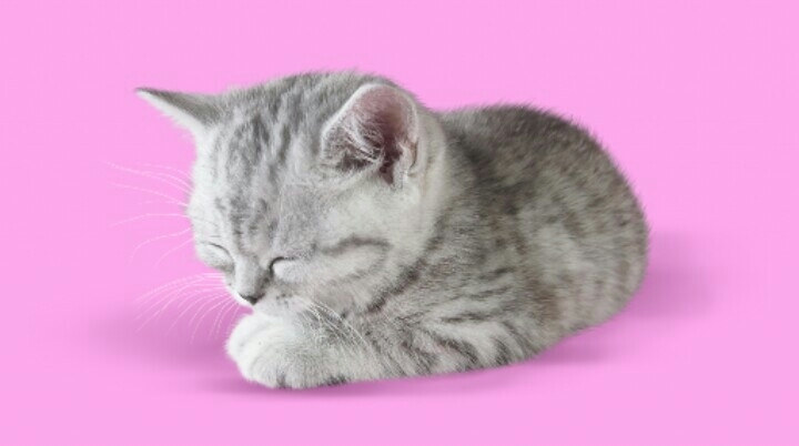 little kitty