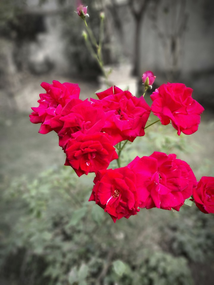 Red roses