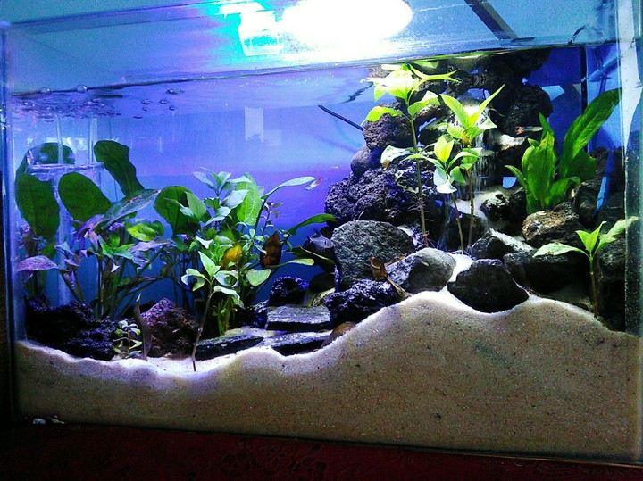 Aquarium