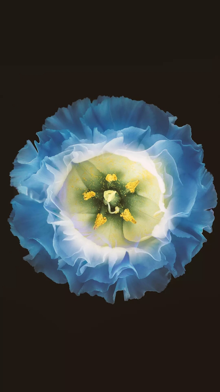 Blue Flower