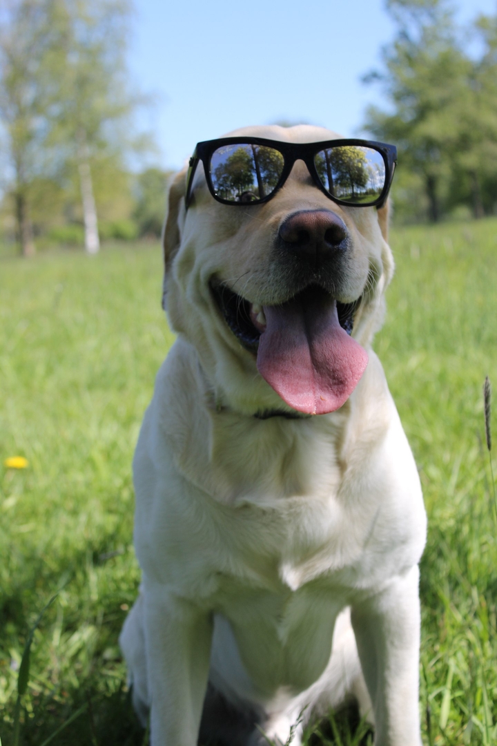 Labrador