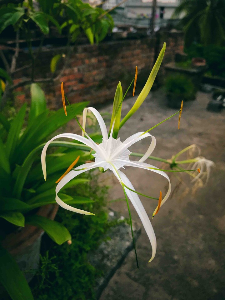 flower