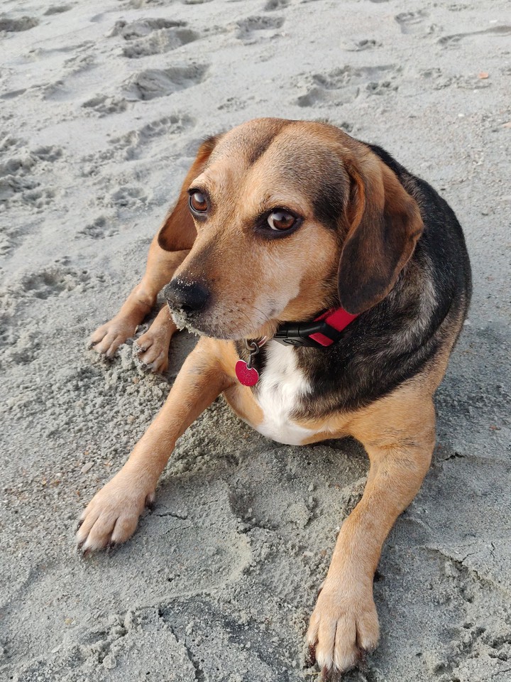 Beach Beagle