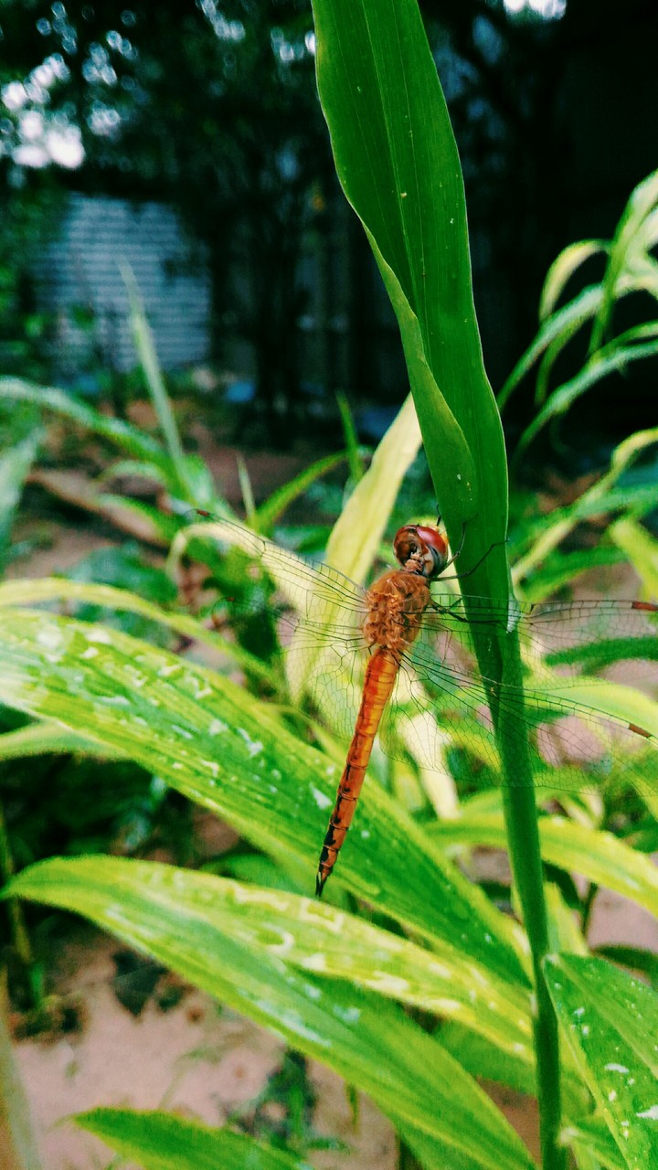 nature