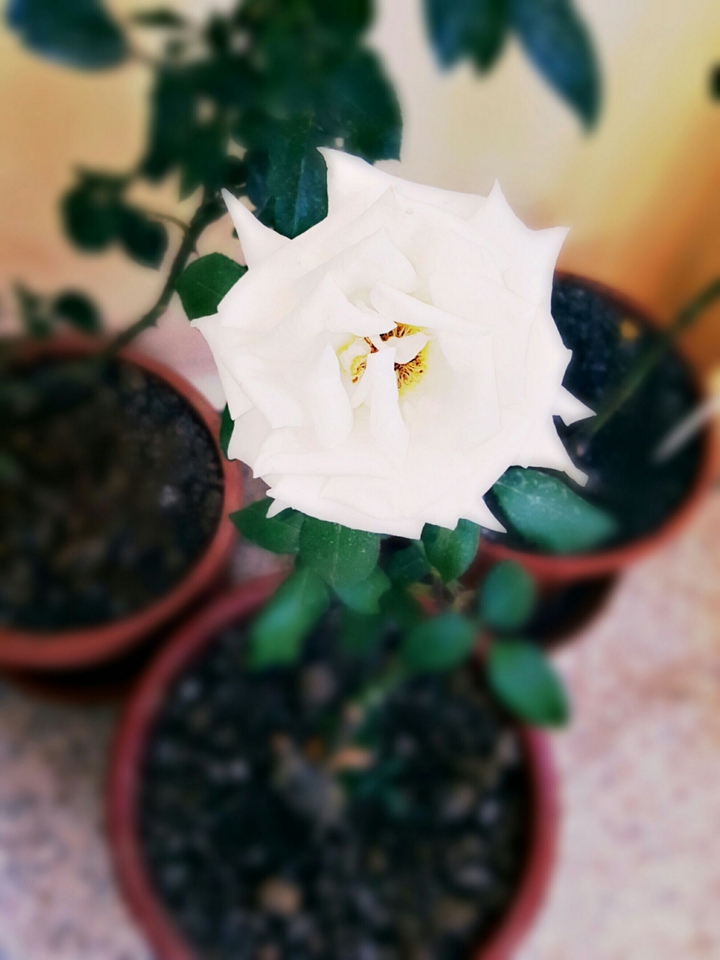 White Flower