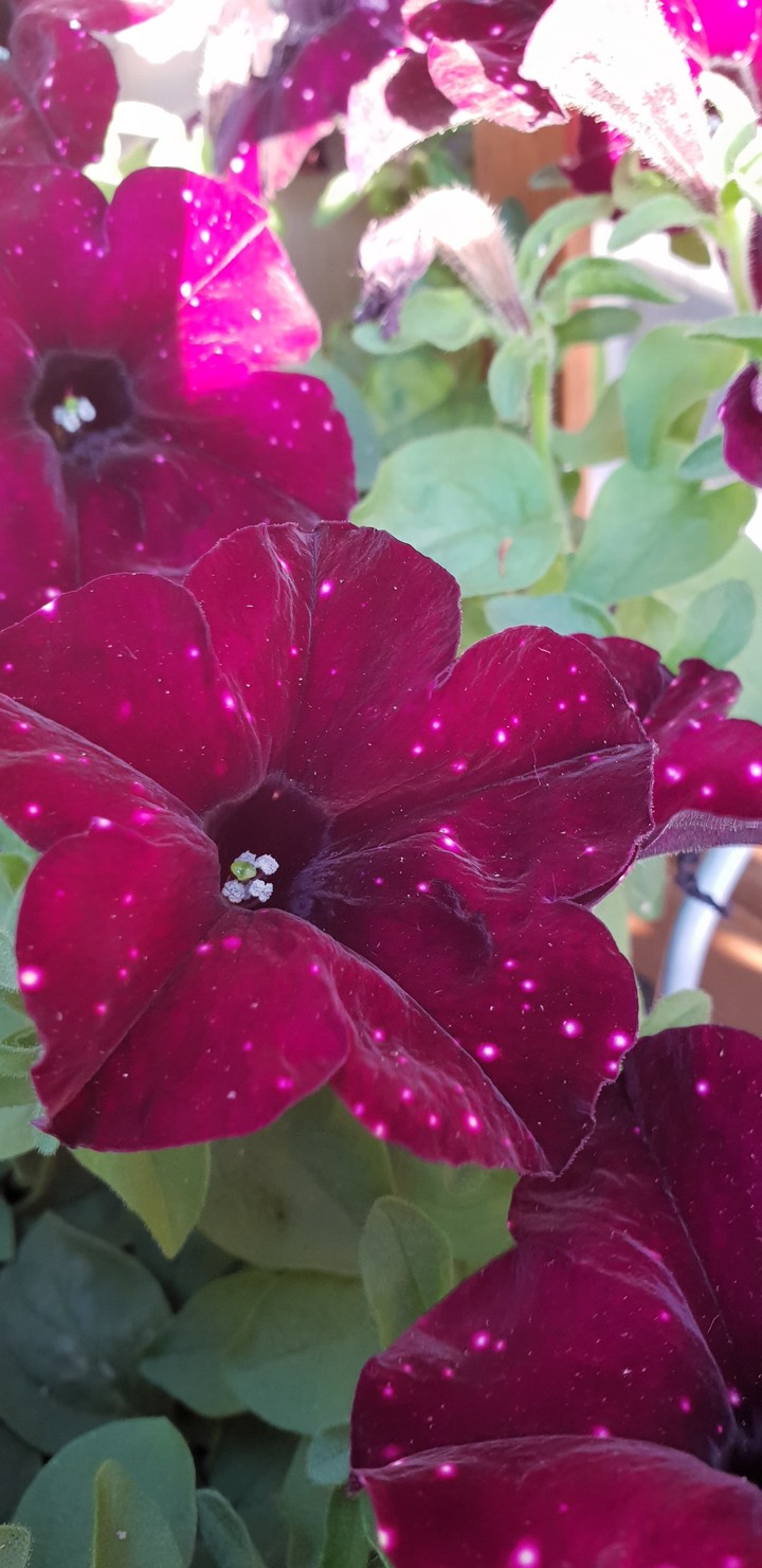 Petunia