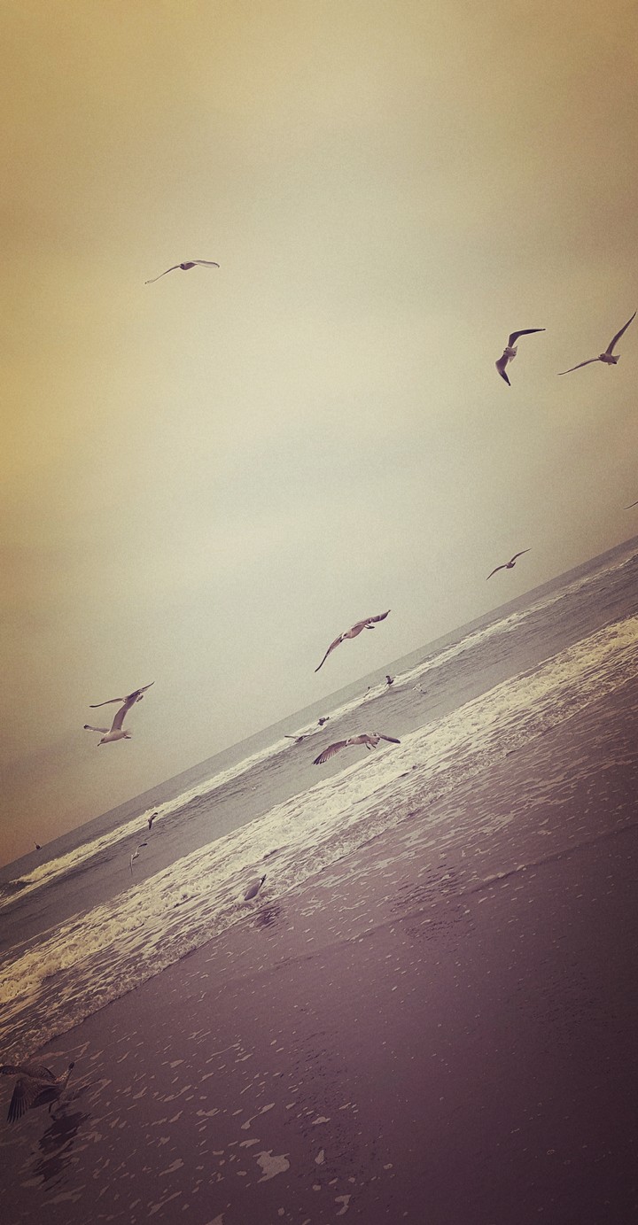 birds and sea