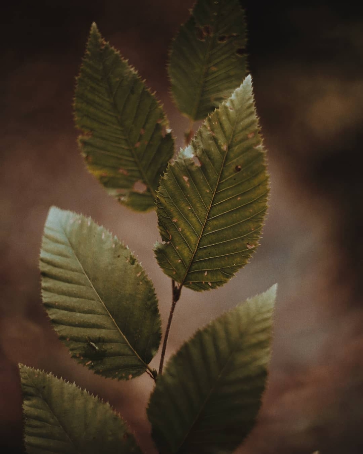 ɢ ʀ ᴇ ᴇ ɴ   ɪ ɴ   ᴀ ᴜ ᴛ ᴜ ᴍ ɴ