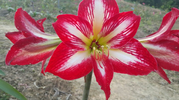 Three Flowers