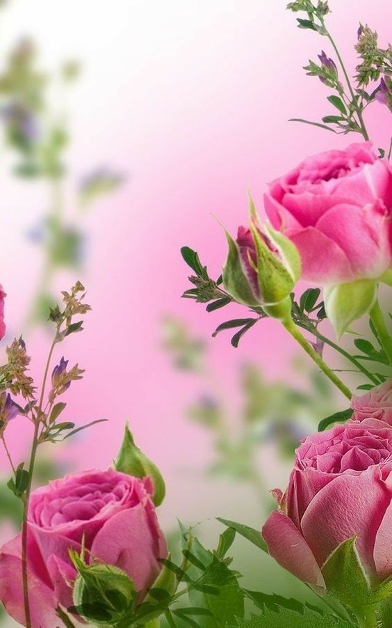 roses