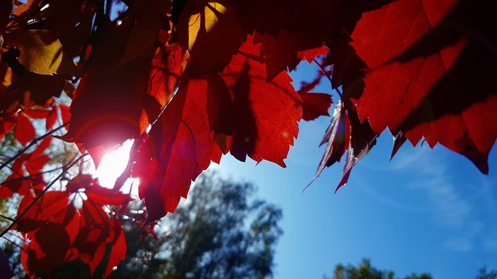 rote Blätter in sonnenschein
