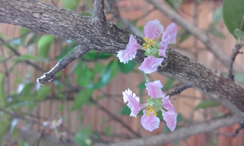 flower