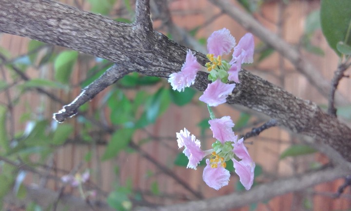 flower