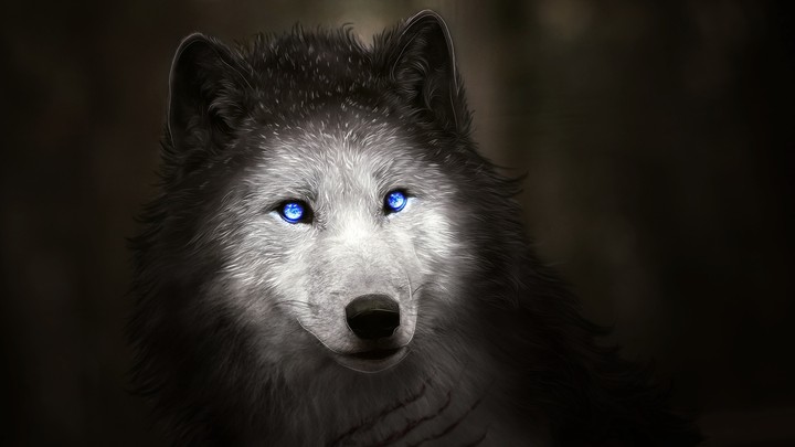Wolf with blue eyes