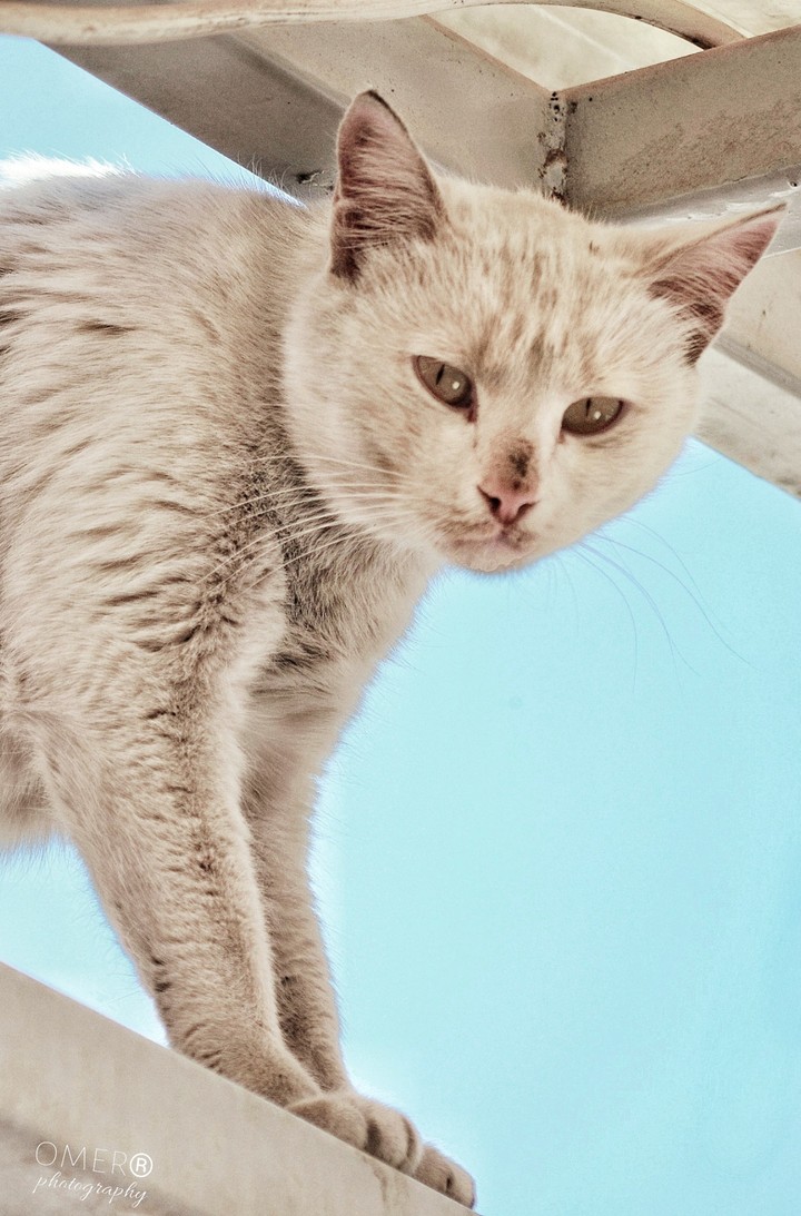 cat