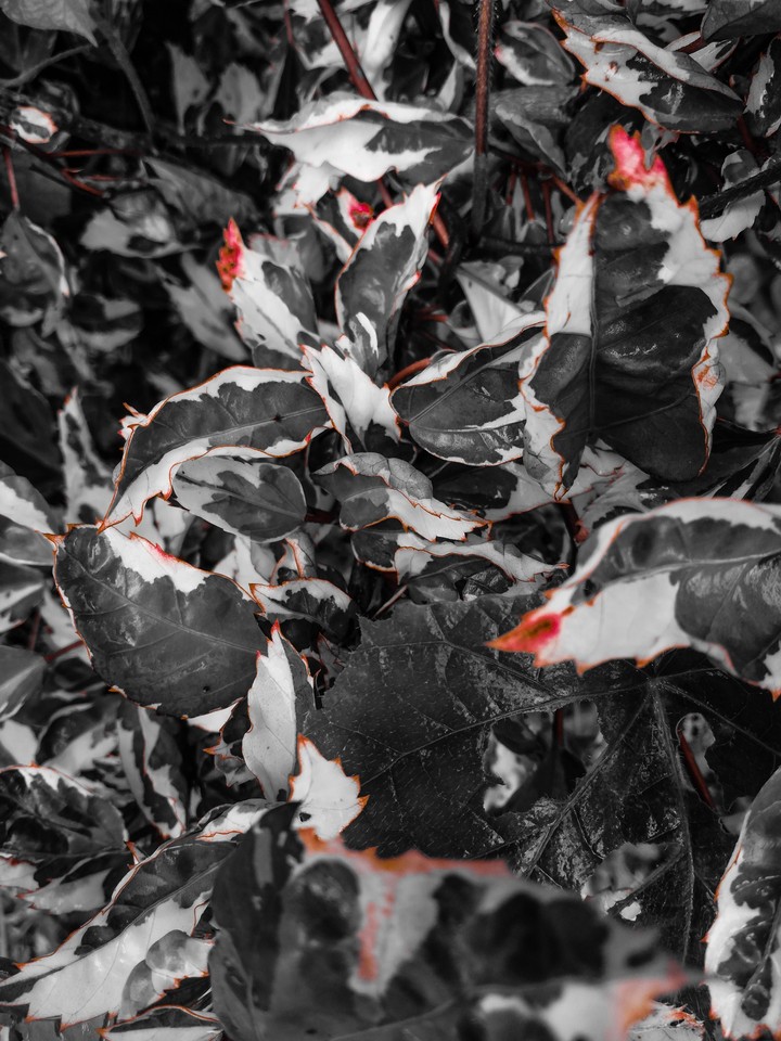 POINT OF FIRE LEAF