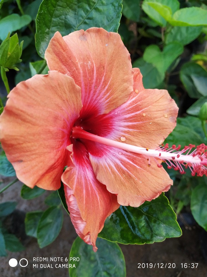 beautifulflowers