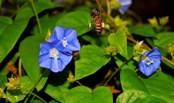 Honeybee Posing