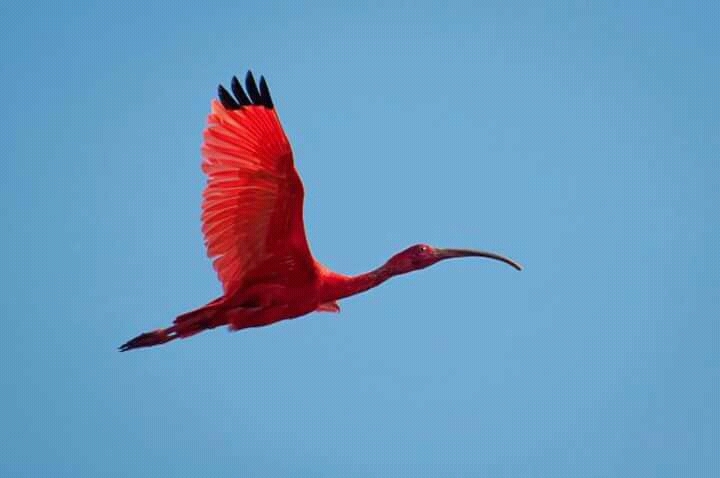 Guará - Guaraqueçaba - Paraná - Brasil