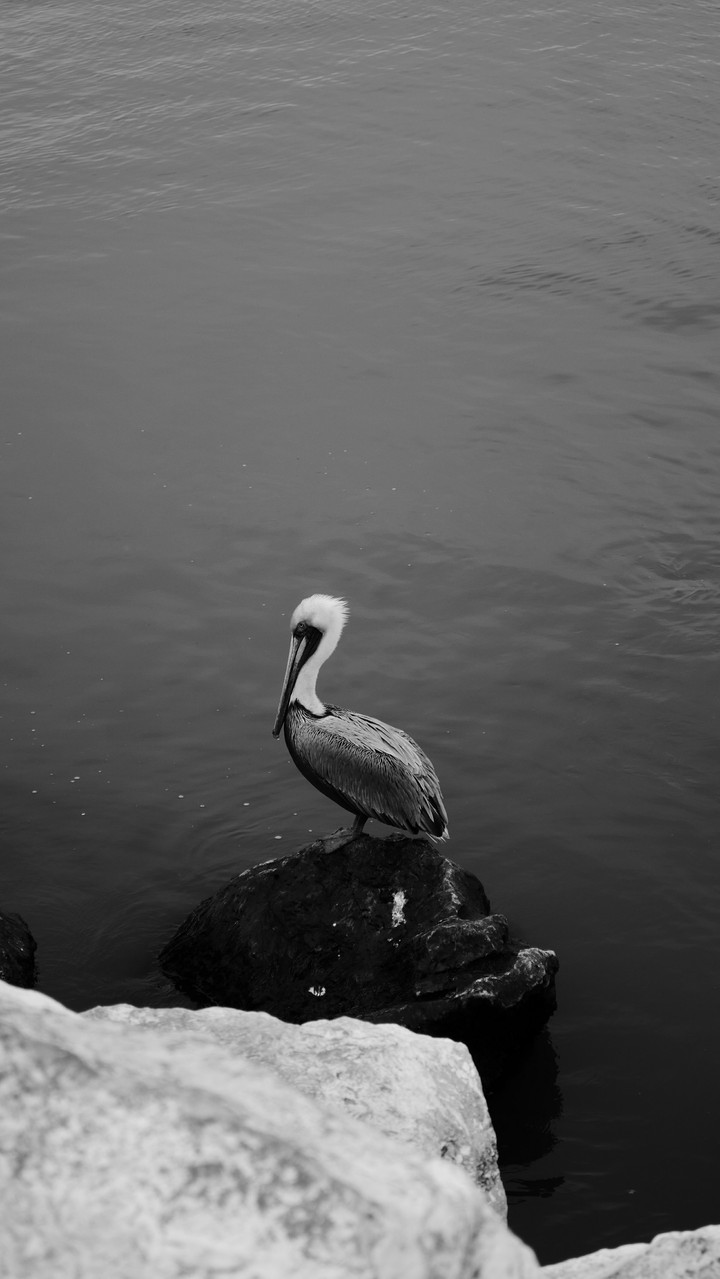 pelican