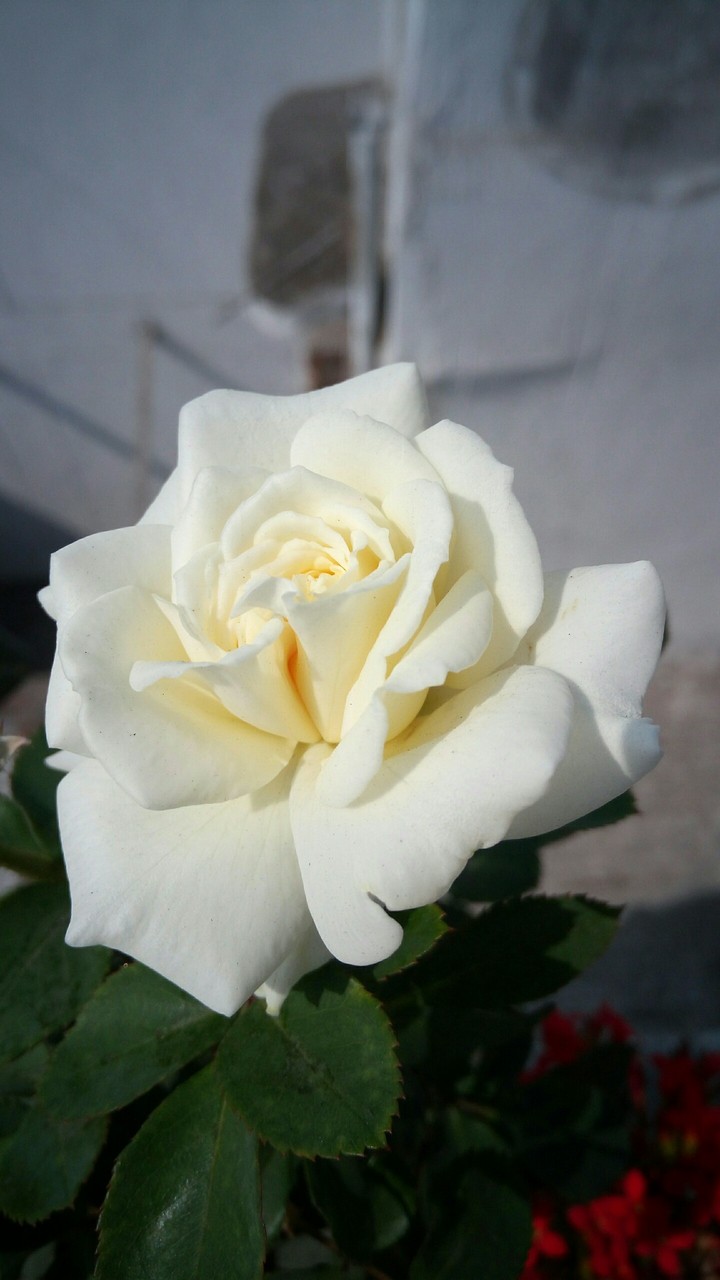 White Rose