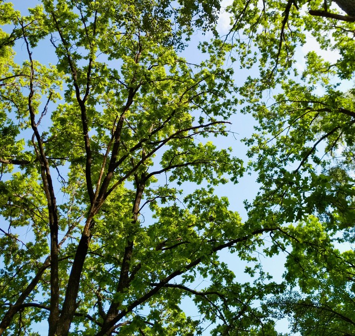 tree