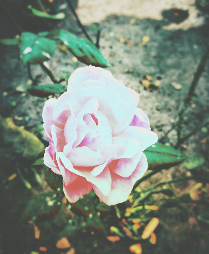 rose