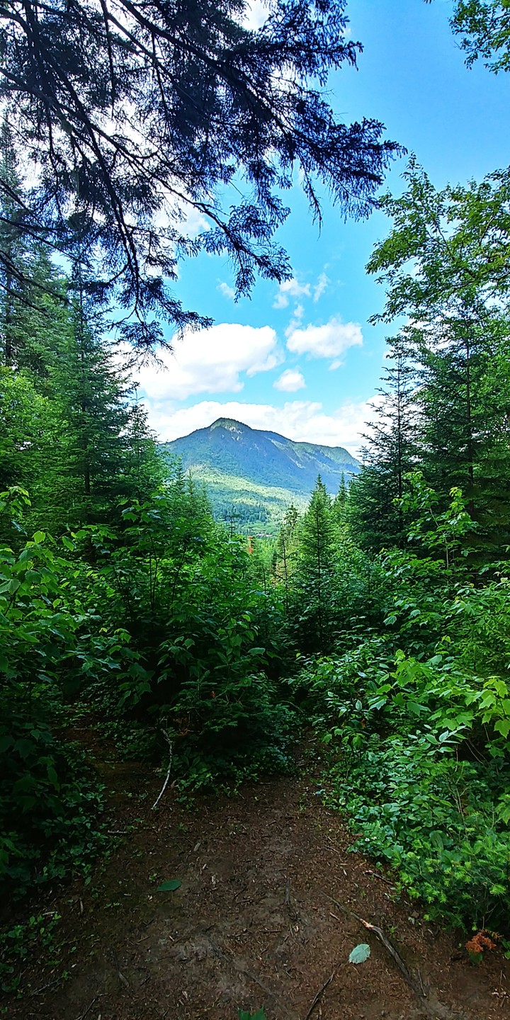 Northern Jungle