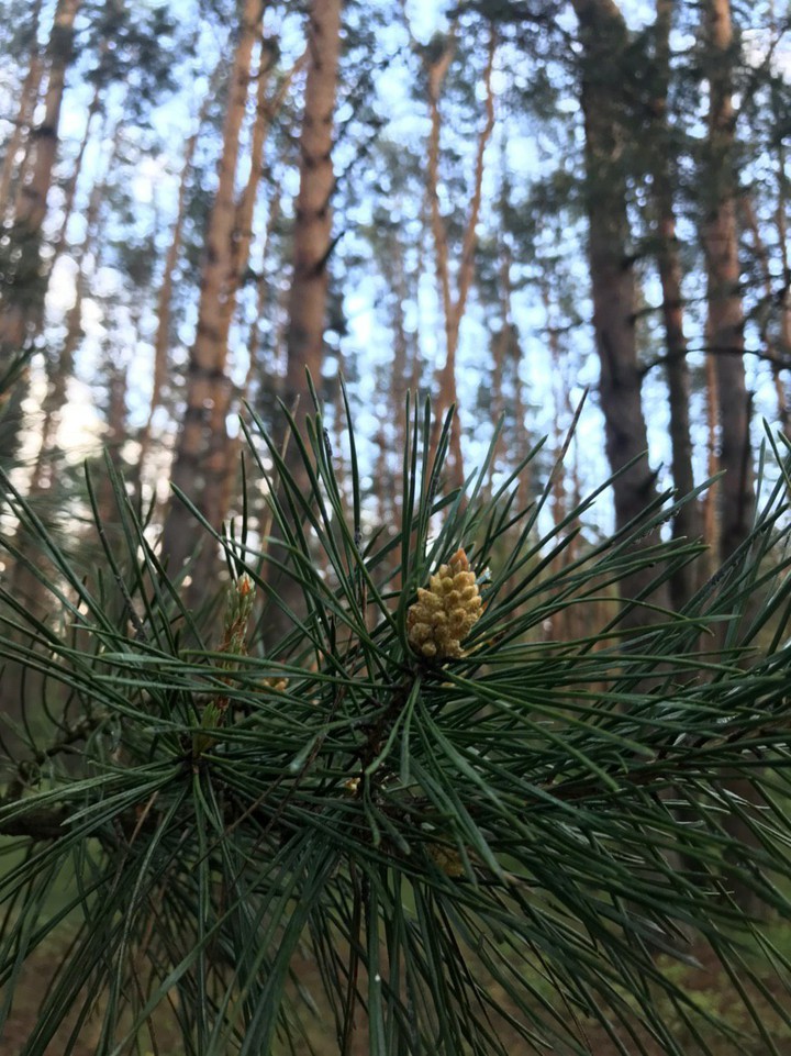 forest and spring