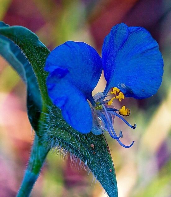 Y♥️  Blue love