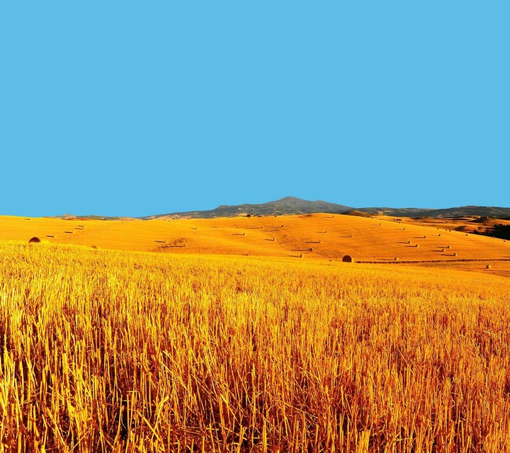 field