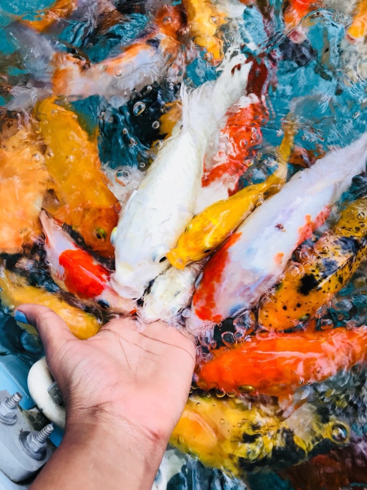 Hunger Fishes