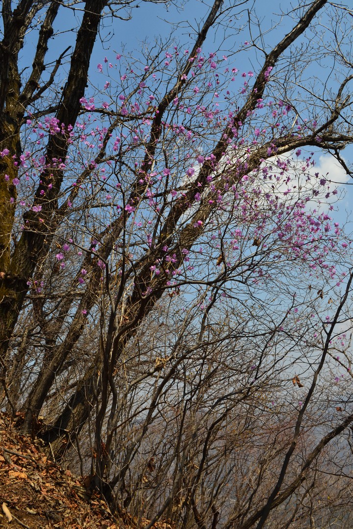 예봉산이미지