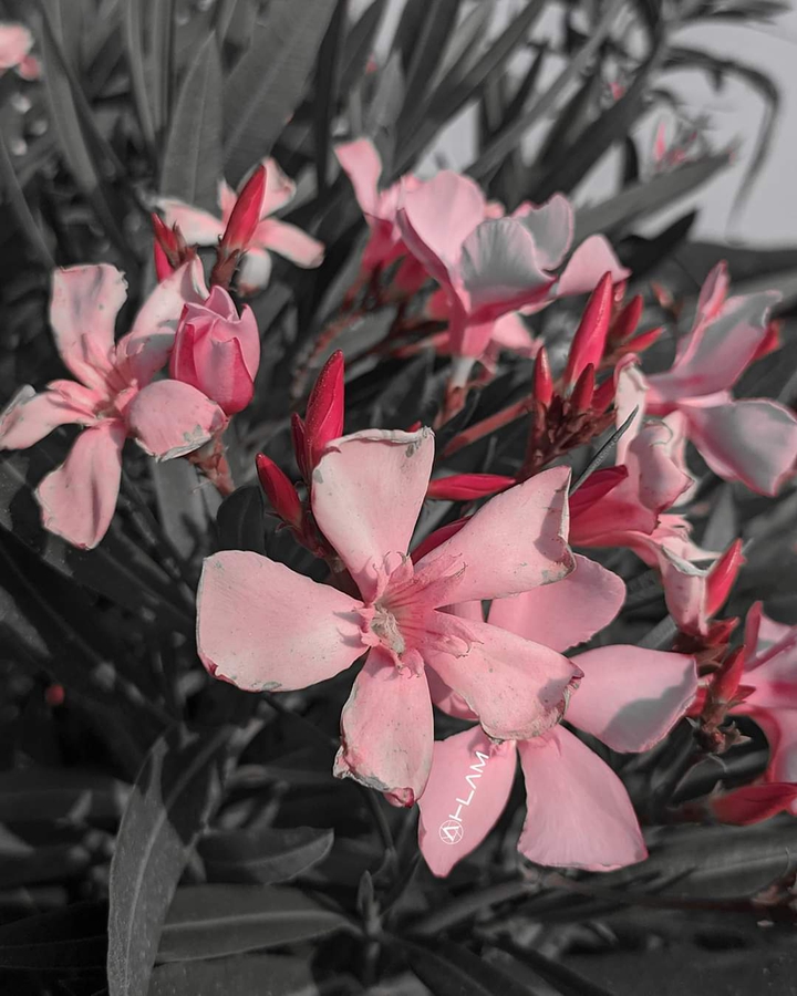 pink flowers