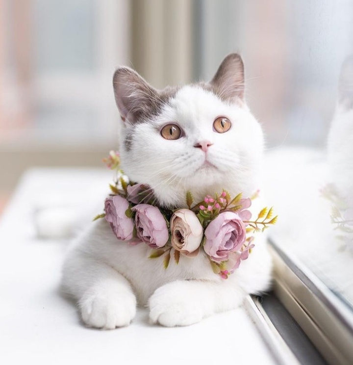 귀여운 고양이