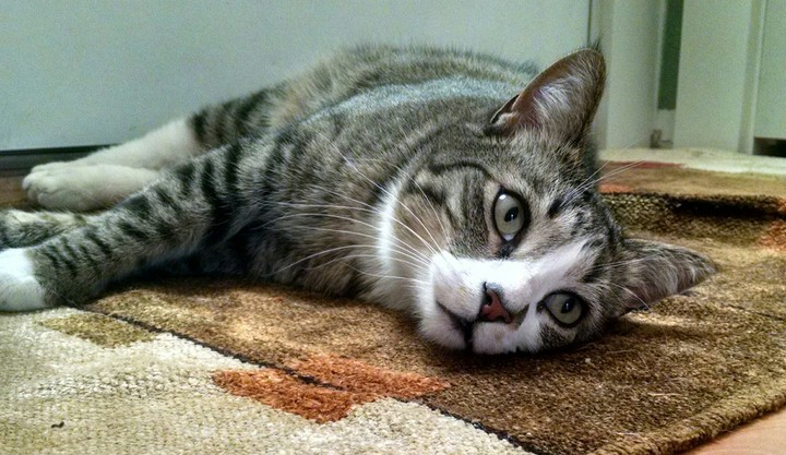 Goose the Cat