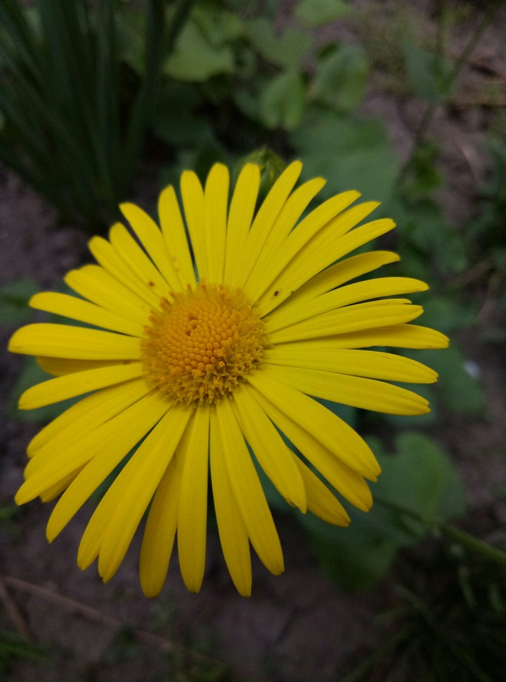Flower yellow