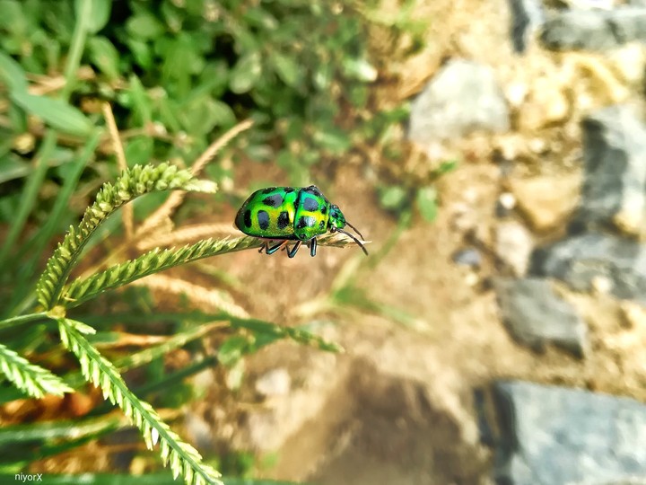 green insect.  2976x 2236