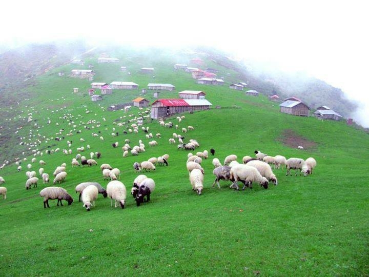 IRAN