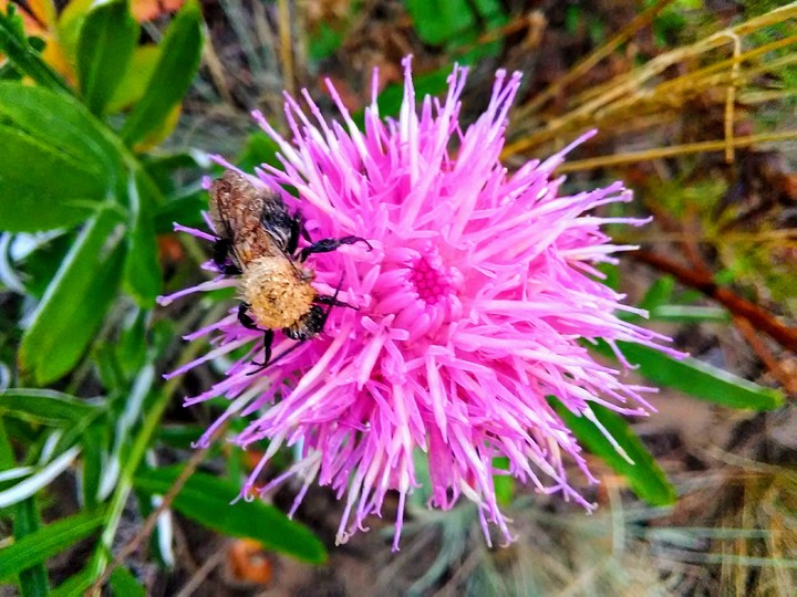 Sleep bee