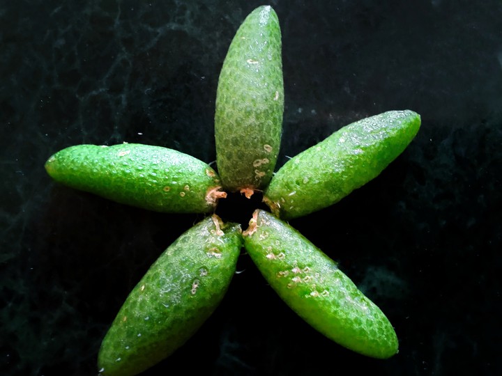 green leaves