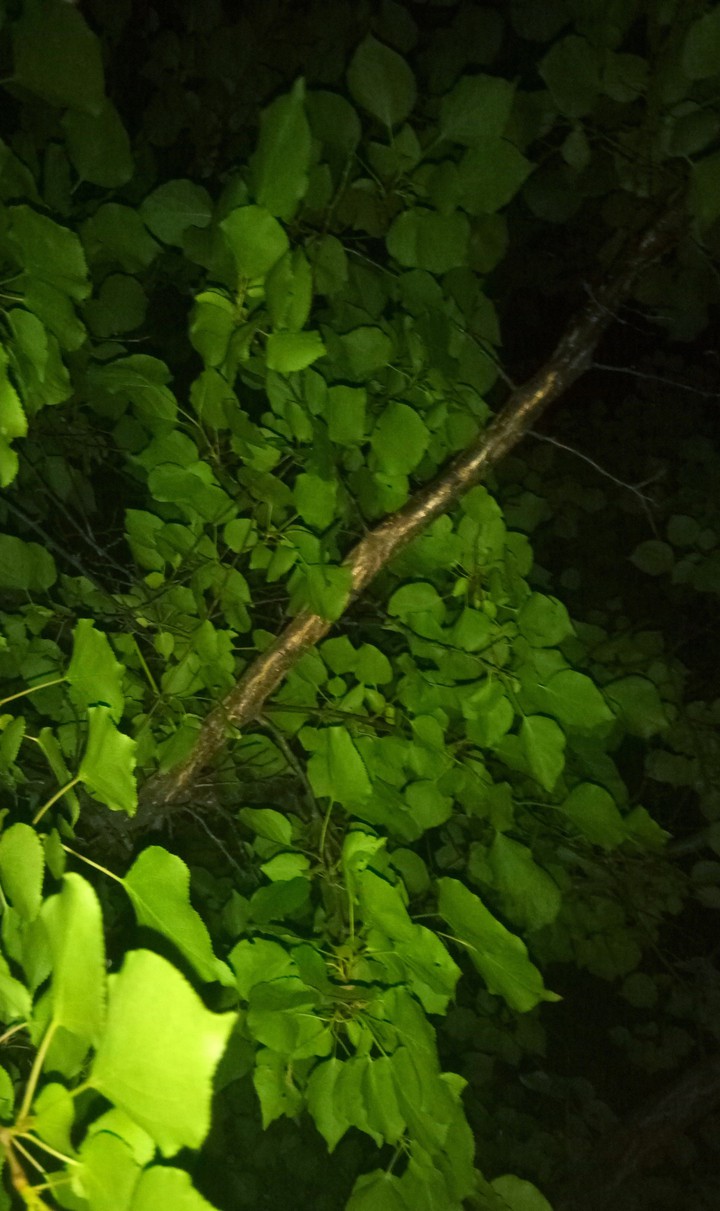 Jungle