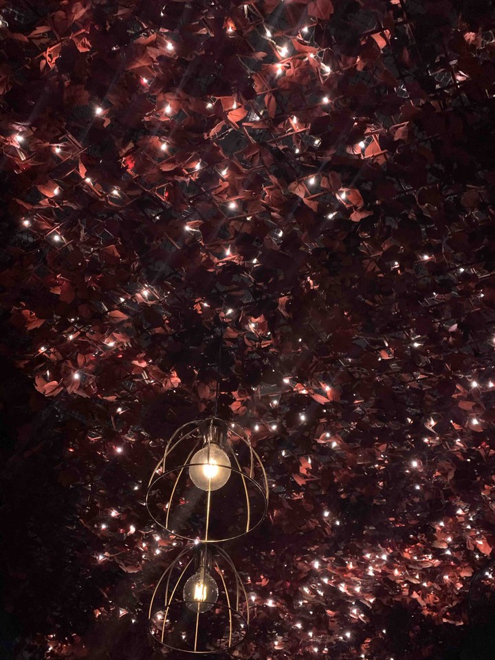 light in tree