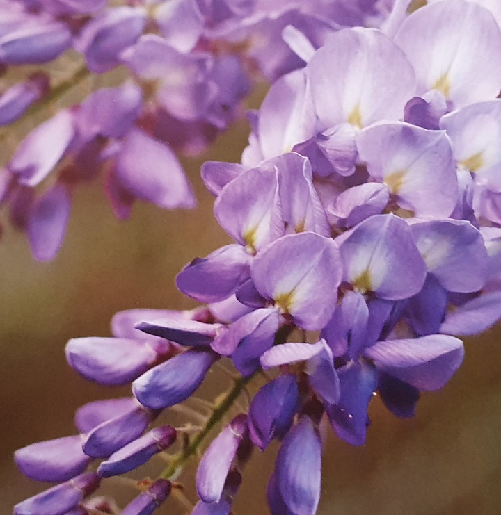 Blumen