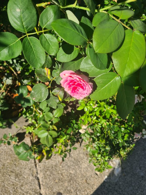papéis de parede shrub, pink